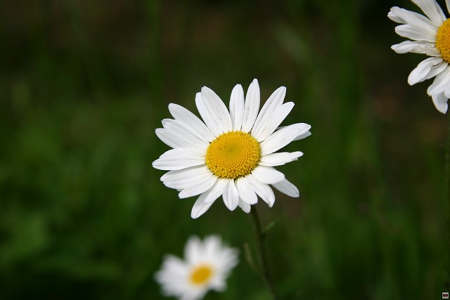 img00001.jpg